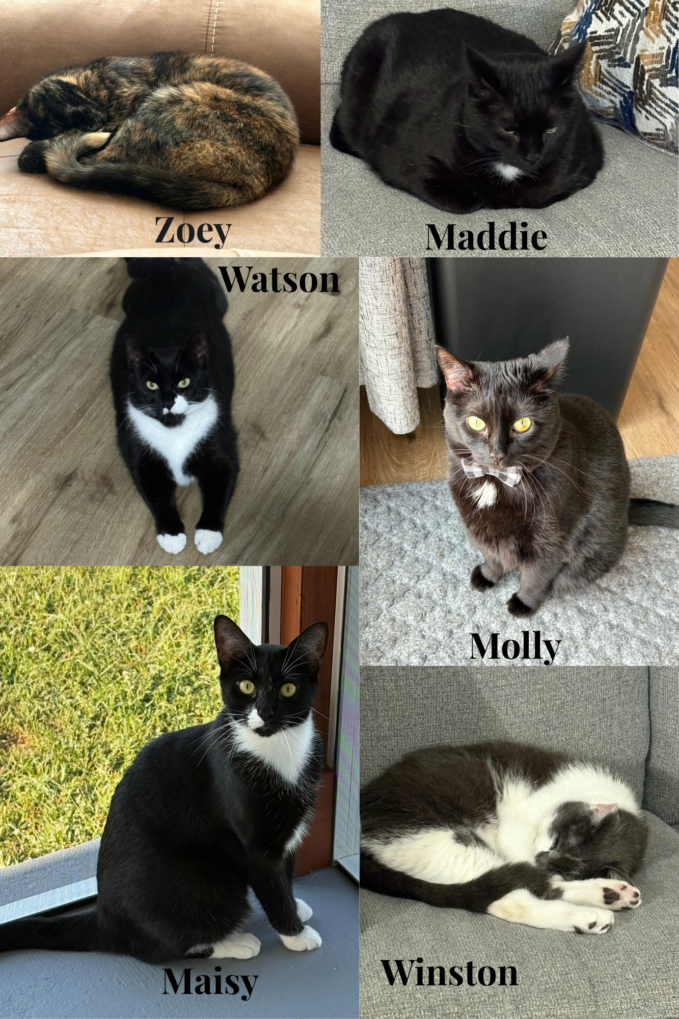 Purr Kup Coffee Rescued Crew